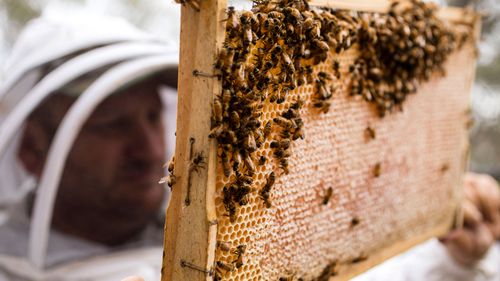 Prior to Friday's alert, Australia is the only major honey producing country free from varroa mite and if it has the chance to establish here, it could cost the honey industry more than $70 million a year.