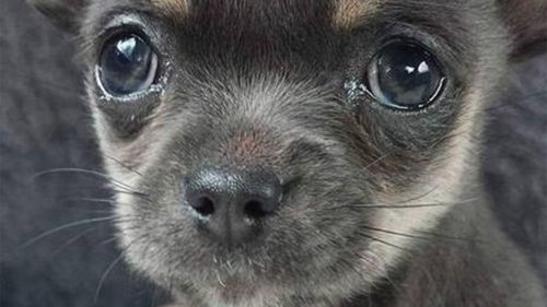 Crows blamed for disappearance of Melbourne chihuahua
