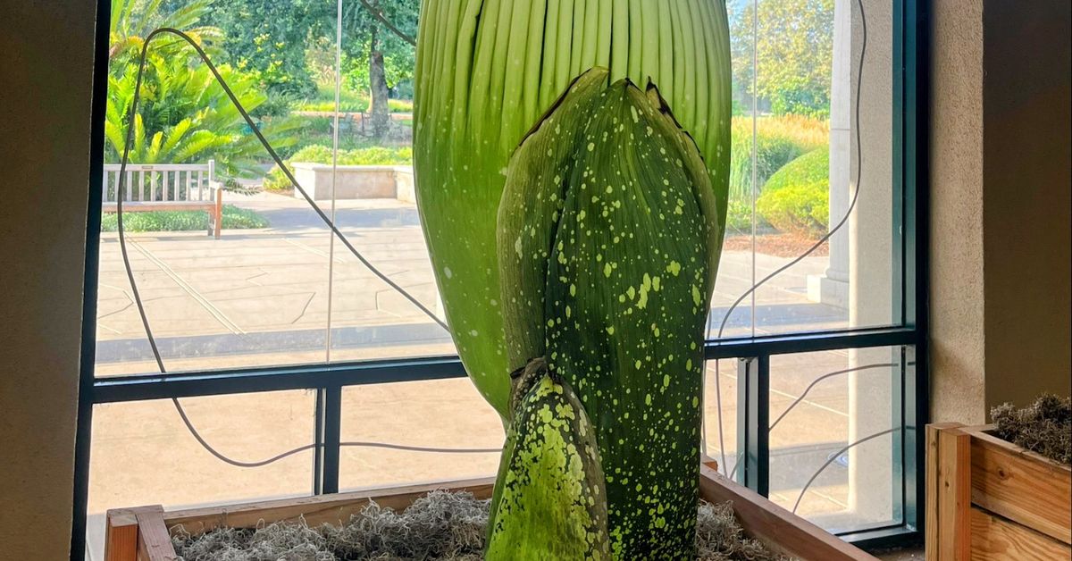 Un fiore cadavere alto due metri sta per sbocciare nei giardini botanici degli Stati Uniti