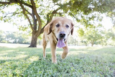 Dog panting. Dog in the park.