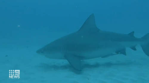 Bull sharks are known to frequent Swan River in WA.