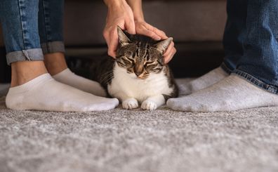 Cute cat lying between man and woman legs.