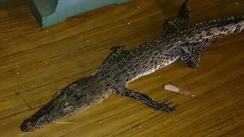 'I thought I was seeing things': Dead 1m crocodile found in Victorian creek