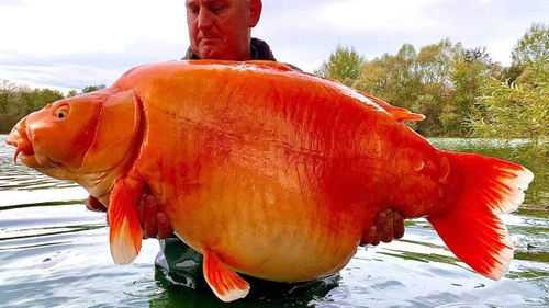 A British fisherman has reeled in a massive goldfish weighing more than 30kg.