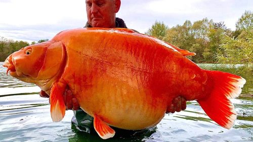 Un pêcheur britannique a ramené un énorme poisson rouge pesant plus de 30 kg.