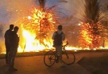 Victoria Police are investigating the destruction of palms by fire on which Melbourne foreshore last weekend?