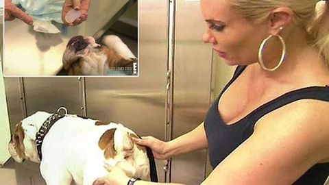 Ball-breaker: Ice-T's wife Coco tries to get testicle implants for pet bulldog