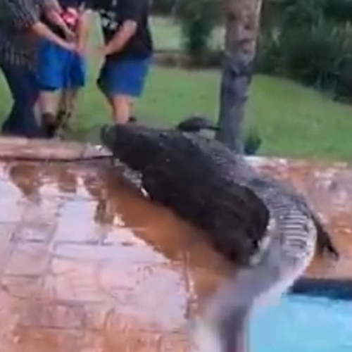 crocodile in swimming pool