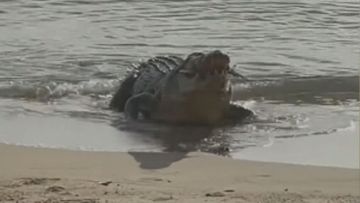 Massive crocodile surfaces on Queensland beach.