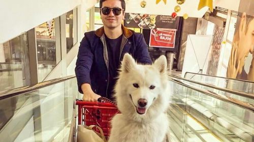 Urban Designer, Carlos Reyes, 35, in Melbourne, has been in the process of bringing his dog Zeus a Sam﻿oyet, from Colombia for more than two years.﻿