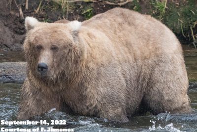 Fat Bear Week 2023: What to know about Katmai National Park's