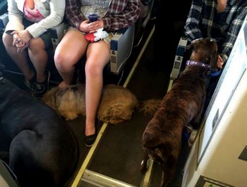 Airline allows pets to fly with their owners to escape Canadian wildfires