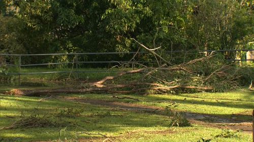 Trees were uprooted and homes damaged. (9NEWS)