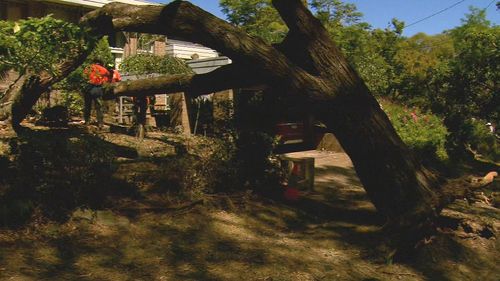 An elderly man is lucky to be alive after a massive Eucalyptus tree fell on his Melbourne home. 