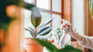 The 7 obsessive habits every 'plant parent' knows all too well