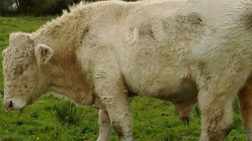 'Gay' Irish bull saved from slaughter by Simpsons producer