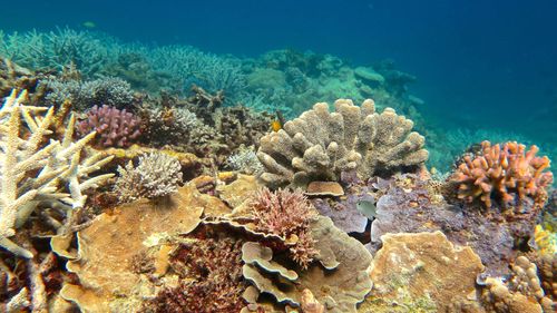 Healthy coral in the Capricorn Group of Islands, Southern Great Barrier Reef, in 2016. (AAP)