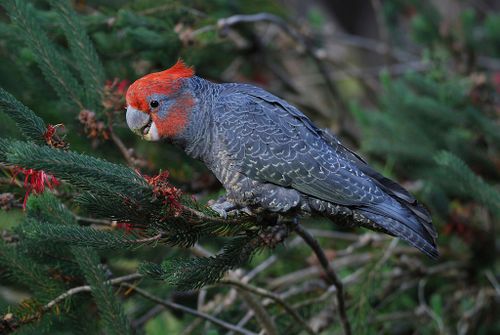 File image of a gang-gang cockatoo (Callocephalon fimbriatum). Some species of Australians parrots are showing a 10 per cent increase in beak size.