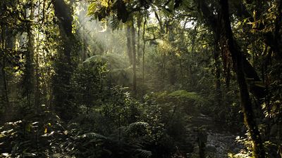 15. Bwindi Impenetrable Forest, Uganda