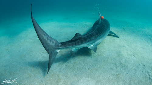 The study allowed researchers to gain a truer representation of life through a tiger shark's eyes.