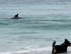 Nikki Redman was taking in the sights of Emu Bay on Kangaroo Island with her dogs when she saw the dolphins.
