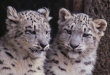 By what other name is the snow leopard also known?