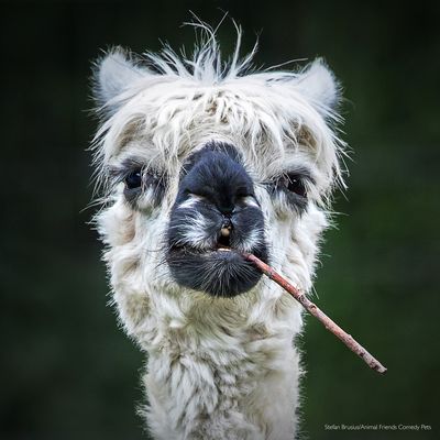 Titled: Smokin' Alpaca