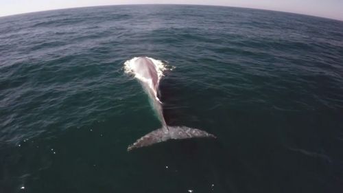 The whale appeared behind the presenter as he spoke.