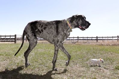 Reggie (left) is the world's tallest dog while Pearl (right) is the world's shortest.