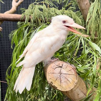 Casper the leucistic kookaburra