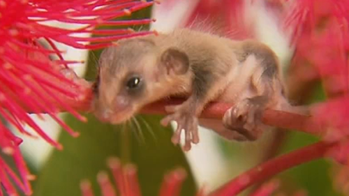 Gliders, Mooney and Sunney, were rescued from Logan bush, south of Brisbane.