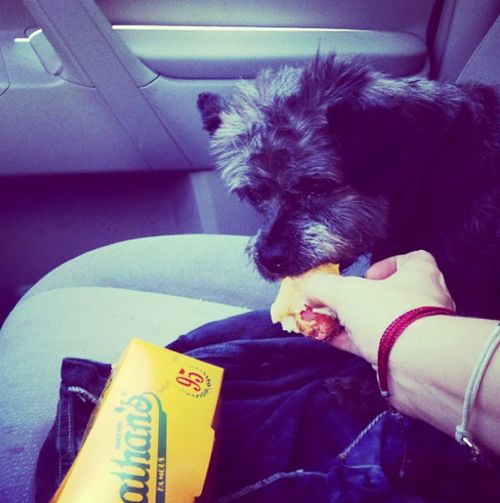 Chester enjoys a hotdog. (Instagram @chestersfinaljourney)