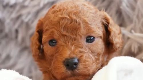 Warning over 'puppy scams'