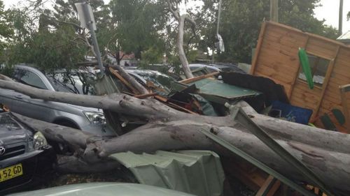 A gumtree has crushed a cubby house and four cars in a carpark at Doonside. (9NEWS, Chris O'Keefe)