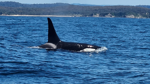 Rick Carlson spent around an hour with the orcas as they playfully swum around their boat. 
