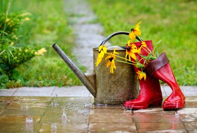 Garden backyard front yard outdoor rain