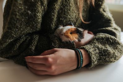 Young women in green sweater is sitting on the chair, holding in arms and cuddling a tricolor guinea pig.