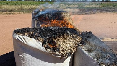 Farmers are having to burn the spoiled grain amid the threat of disease.