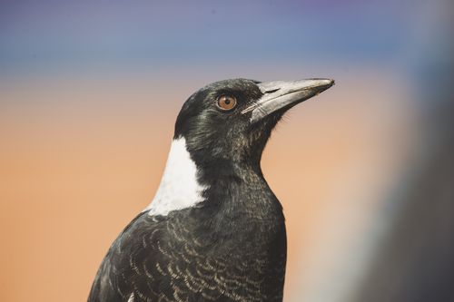 Magpie attacks will occur most often in high traffic areas such as parks or on bike paths. 