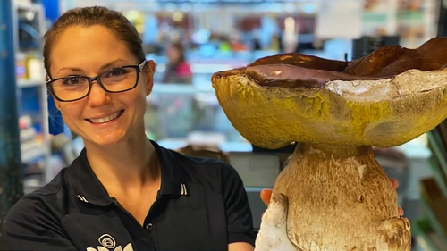 Fans coo over 'baby' two kilogram porcini mushroom sold at Adelaide market