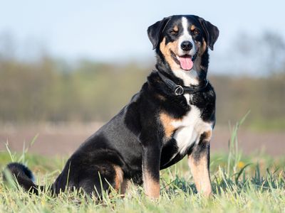 8. Appenzell Cattle Dog