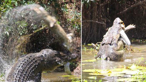 Photos show ‘force of nature’ crocodile smashing and devouring reptilian brother