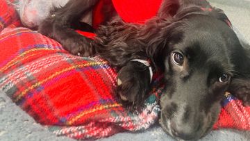 Ariel, six-legged puppy, has undergone corrective surgery