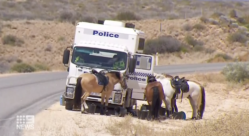 Police horses have been used on the ground, with experienced stock musterers also joining in to help.