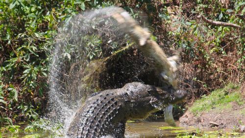 There was no way this smaller croc was coming out of this alive. (Sandra Bell/Queensland /National Parks Facebook)