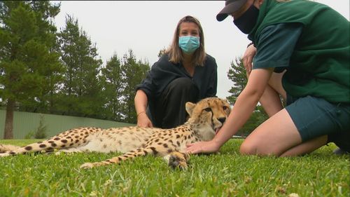 Cheetah cub trio provides hope for future of endangered species