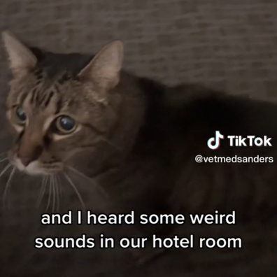  Missing pet cat hiding in Las Vegas Excalibur hotel for six days