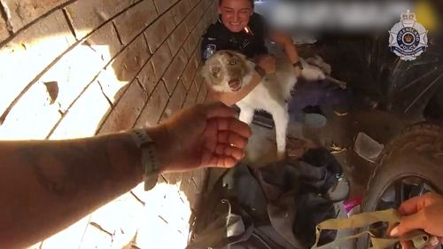 La police a réuni un Border Collie disparu avec sa famille après avoir retrouvé le chien dans une maison du Queensland.  Phoenix a été porté disparu après un vol présumé violent jeudi soir.