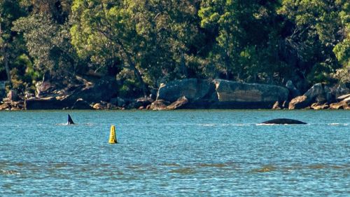 A whale and a calf have been spotted in the Hawkesbury River, north of Sydney.