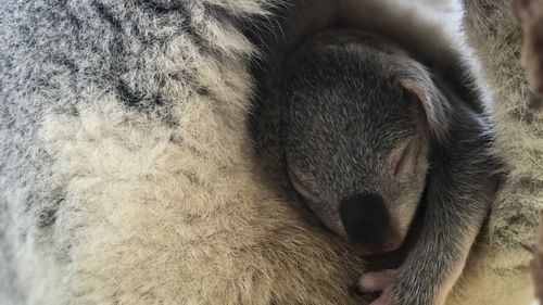 The koala joeys have been glimpsed snuggling up to their mothers' pouch at the Sydney zoo. (Wild Life Sydney Zoo)